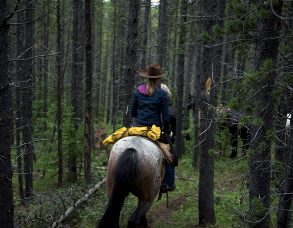 Kananaskis forest horse riding