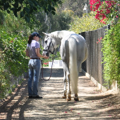 Expert Equestrian Articles - Dream Jobs: Grooming for an Olympic ... Expert Equestrian Articles - Dream Jobs: Grooming for an Olympic ...