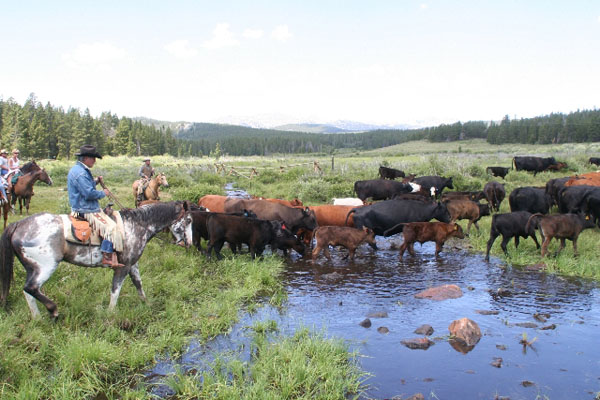 Image result for cattle ranches in wyoming