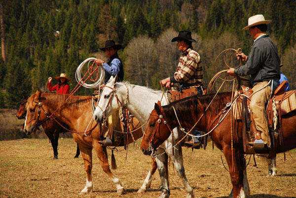 Image result for cattle ranches in montana