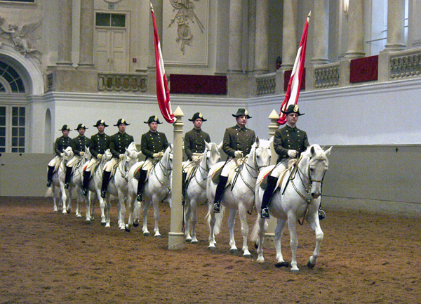 Lipizzaner stallions