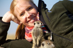 Botswana meerkats