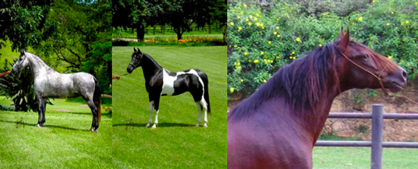 Brazil horses