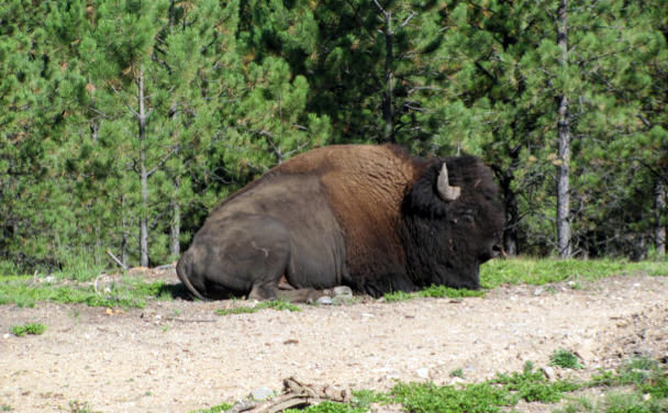 buffalo custer state park
