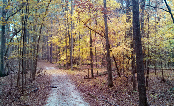 bussey point horse trails georgia