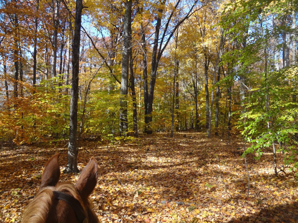 Cope Hollow Trail in the Charles Deam Wilderness