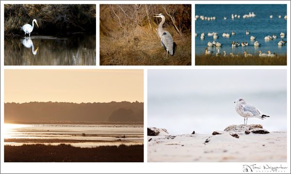 Chincoteague wildlife tami Weingartner