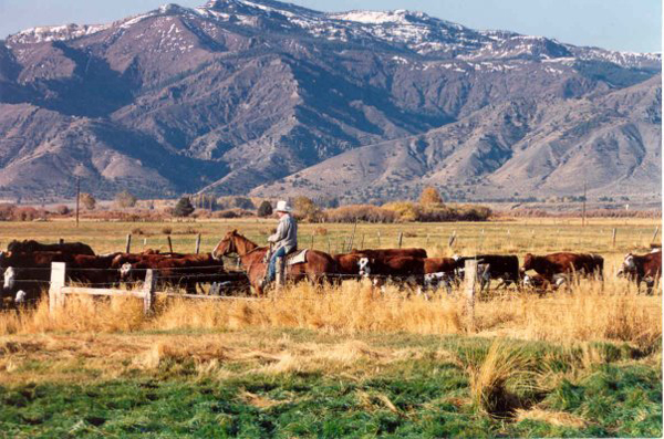 Image result for cattle ranches in wyoming