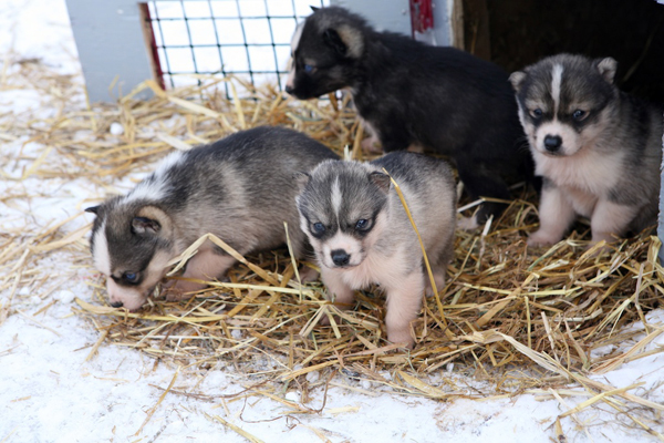 dog sledding puppies