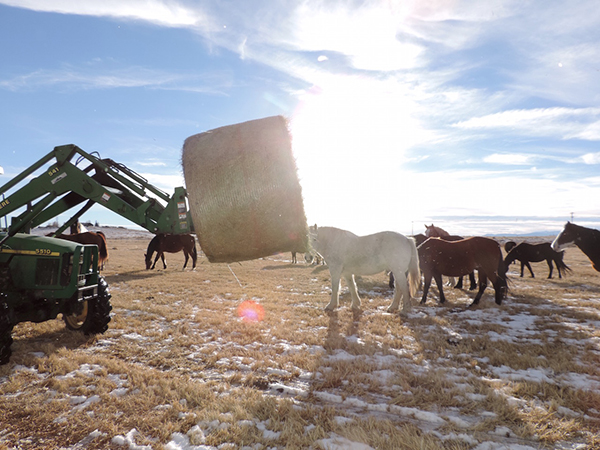 Drowsy Water Ranch horses feed