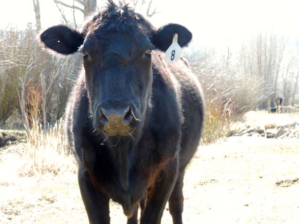 Drowsy Water Ranch cow