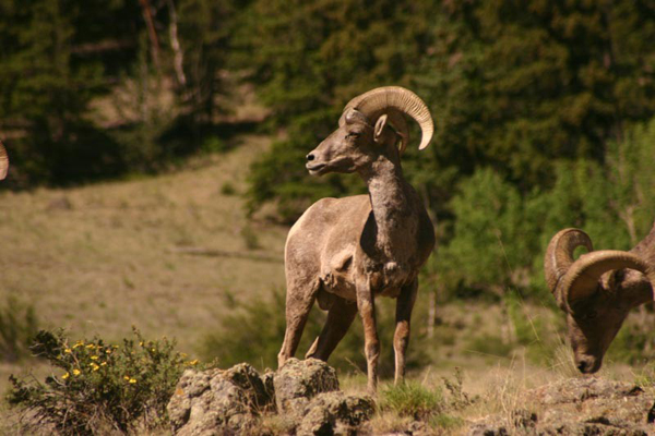 Image result for cattle ranches in colorado