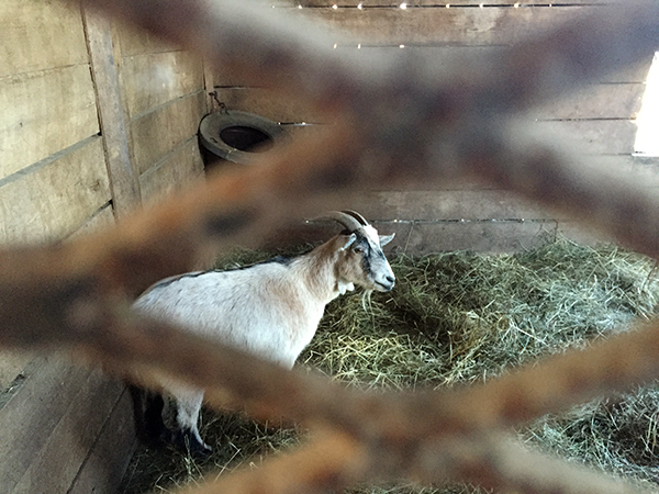 goat stallmates old friends farm