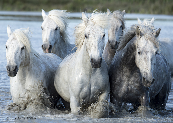 Horses of Camargue Photography Tour Galloping