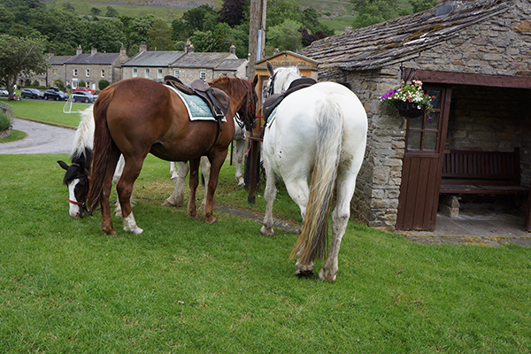 horses at the pub england