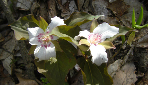cherokee national forest flowers