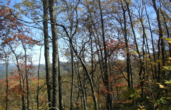 tennessee cherokee national forest views