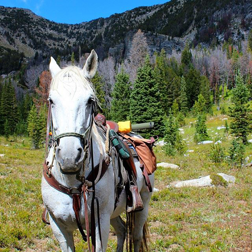 lone mountain ranch fall rides in montana