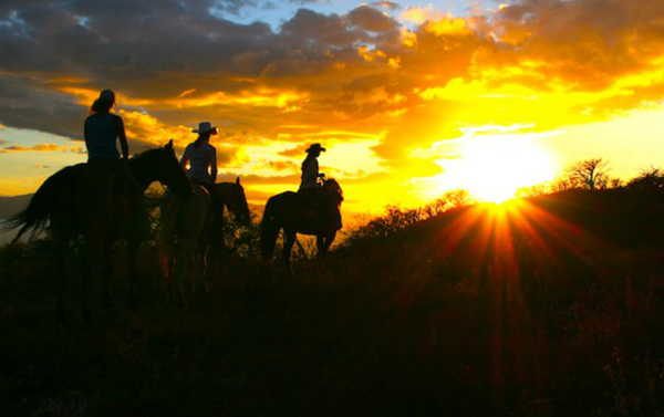 Image result for cattle ranches in montana