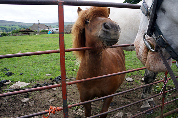 mini horse uk england