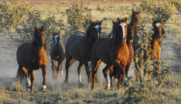 new mexico wild horse tours