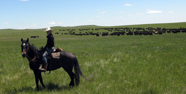 Image result for cattle ranches in colorado