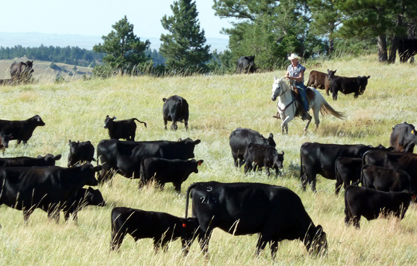 Image result for cowgirls and cattle ranches