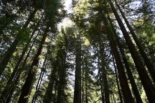 redwoods%20ride%20(1).jpg