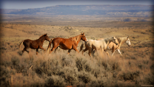 sand wash basin jim westin photos colorado wild horses