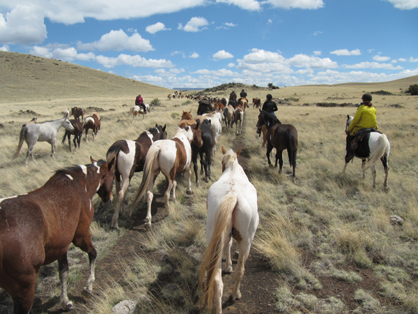 a horse drive in the vast fields of Arizona being run by the Sprucedale Guest Ranch