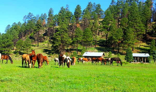 sprucedale ranch arizona