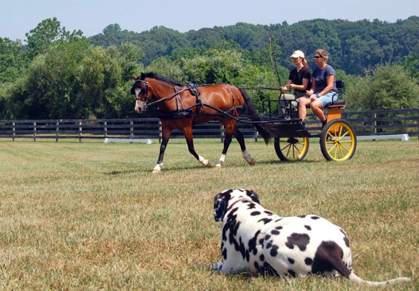 suzy stafford carriage driving