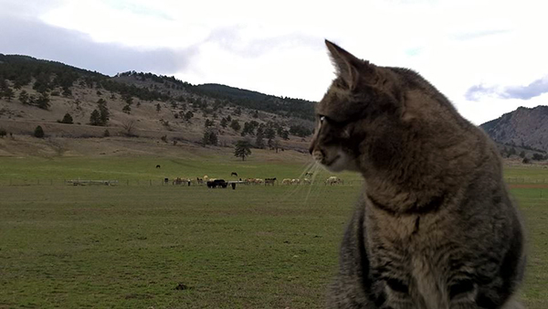 ranch cats sylvan dale