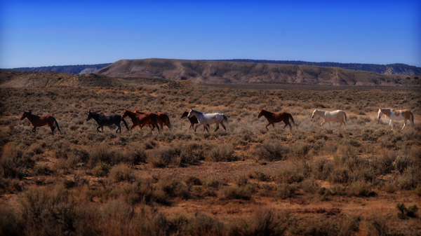wild horses sand wash basin colorado