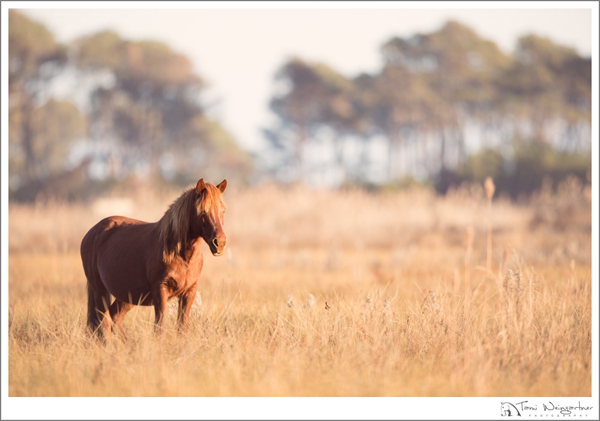 chincoteague horse pony virginia