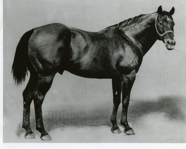 King horse - quarter horses